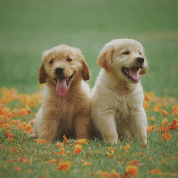 Golden Retriever Puppies - Image 2
