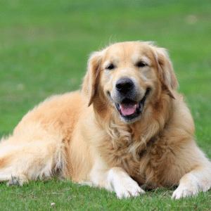 Golden Retriever Puppies