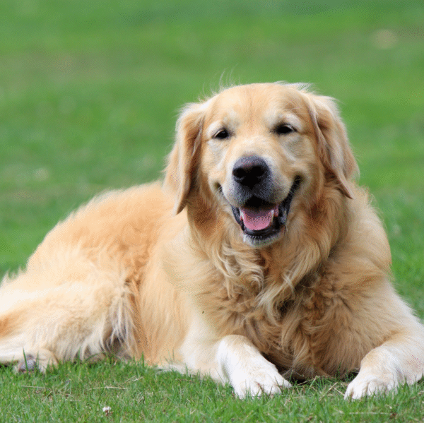 Golden Retriever Puppies