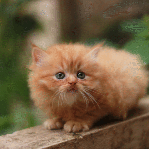 Persian Cat for Sale – White & Brown