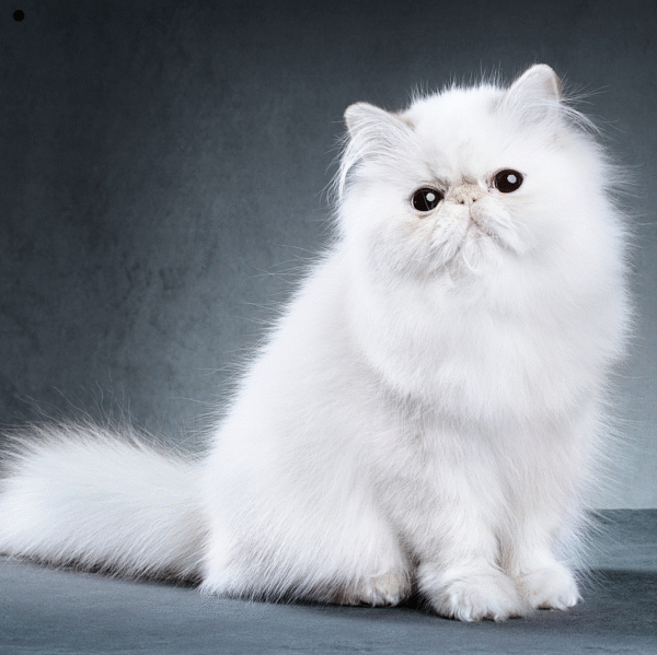 Persian Cat for Sale – White & Brown - Image 2