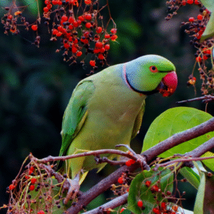 Indian Ringneck Parrots – Green & Yellow