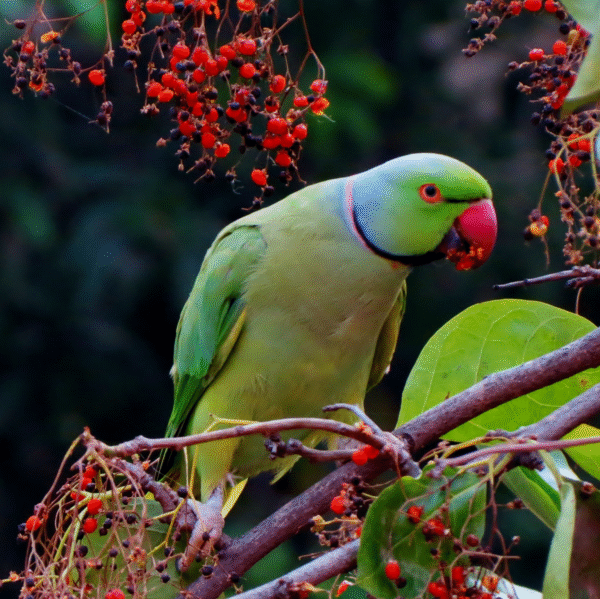 Indian Ringneck Parrots – Green & Yellow