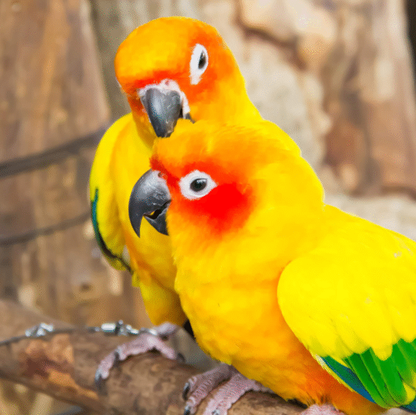 Indian Ringneck Parrots – Green & Yellow - Image 2