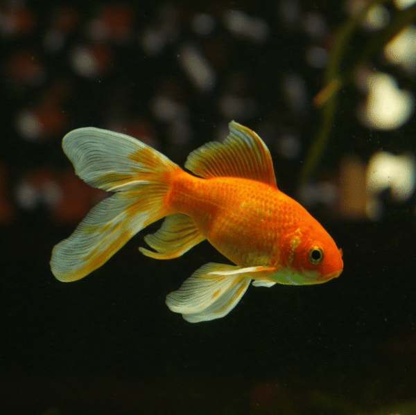 Goldfish – Hardy & Beginner-Friendly