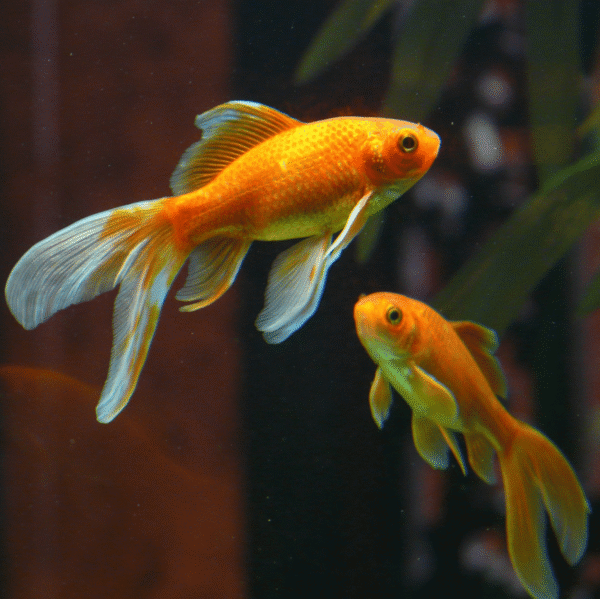 Goldfish – Hardy & Beginner-Friendly - Image 2